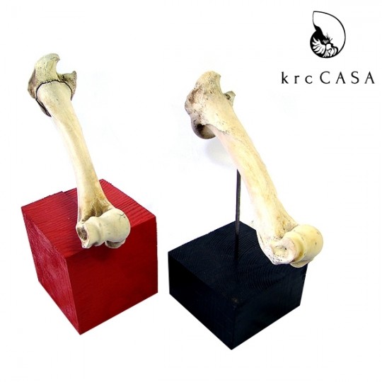 【送料無料】<krcCASA>BONE ORNAMENT ボーンオーナメント【メーカー直送品】