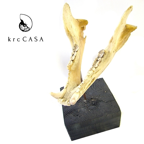 【送料無料】<krcCASA>BONE ORNAMENT ボーンオーナメント【メーカー直送品】